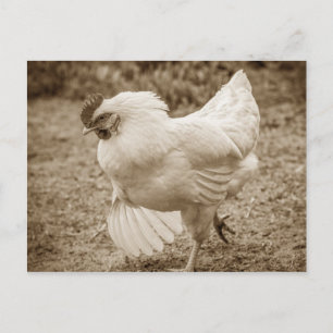 Postal Funky Chicken Hen Hy Line Silver Brown