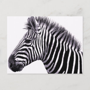 Postal Funky Zebra Postcard
