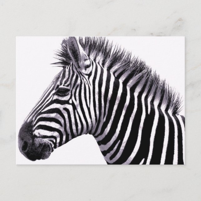 Postal Funky Zebra Postcard (Anverso)