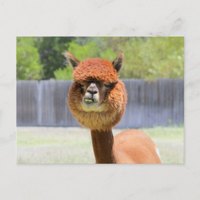 Postal Funny Alpaca Post Card (Anverso)