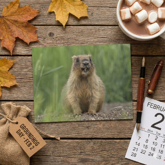 Postal Funny Brown Realistic Groundhog Tongue Out Photo