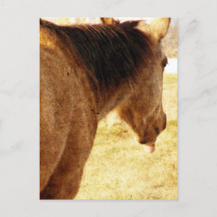 Postal Funny Buckskin