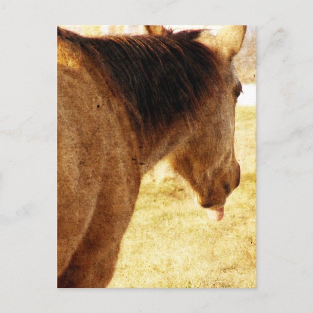 Postal Funny Buckskin (Anverso)