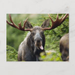 Postal Funny Bull Moose<br><div class="desc">El humorístico alce de toro te saca la lengua</div>