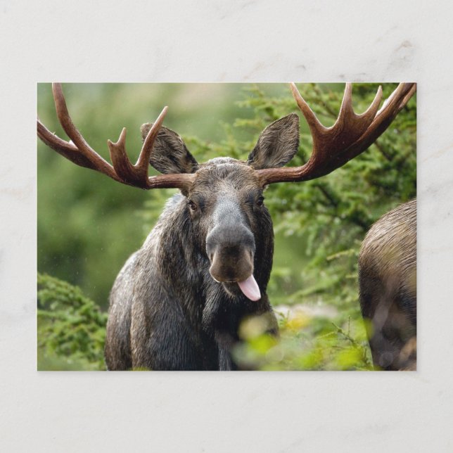 Postal Funny Bull Moose (Anverso)