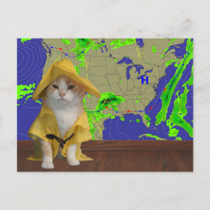 Postal Funny Cat/Kitty Weatherman en Yellow Slicker