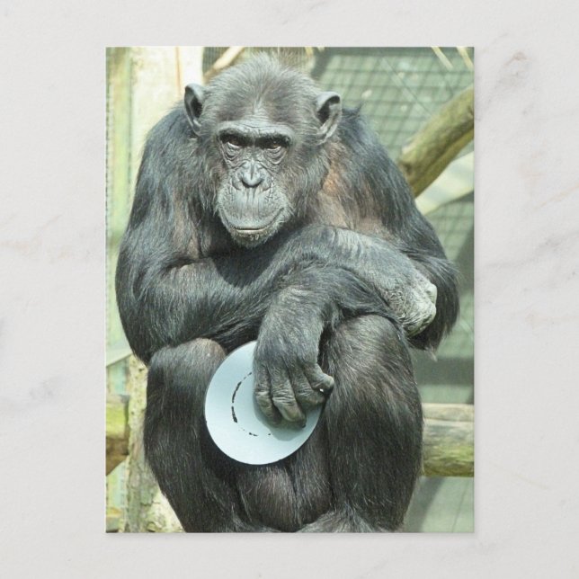 POSTAL FUNNY CHIMPANZEE (Anverso)