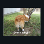 Postal Funny Corgi Pero Adivinen Qué Humor De Perro Foto<br><div class="desc">Una tarjeta postal graciosa con el culo de corgi. Si no te gusta el texto,  inventa tu propia cita graciosa para colocar en esta tarjeta de humor de corgi. Los adictos a los conejitos creerán que este chiste de corgi es hilarante. ¿Adivinan qué? Corgi pero.</div>