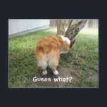 Postal Funny Corgi Pero Adivinen Qué Humor De Perro Foto<br><div class="desc">Una tarjeta postal graciosa con el culo de corgi. Si no te gusta el texto,  inventa tu propia cita graciosa para colocar en esta tarjeta de humor de corgi. Los adictos a los conejitos creerán que este chiste de corgi es hilarante. ¿Adivinan qué? Corgi pero.</div>