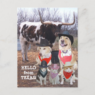 Postal Funny Cowboy Mascotas Hola desde Texas