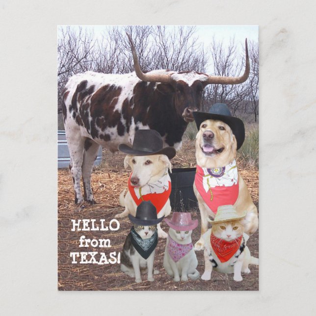 Postal Funny Cowboy Mascotas Hola desde Texas (Anverso)