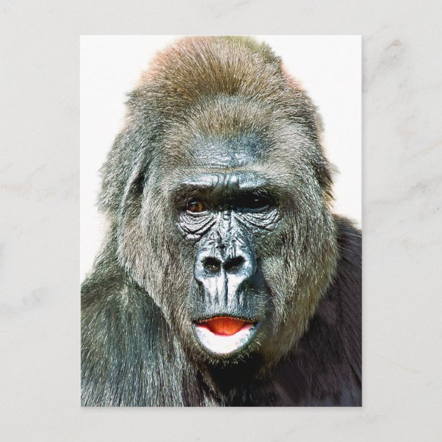 POSTAL FUNNY CUTE GORILLA (Anverso)