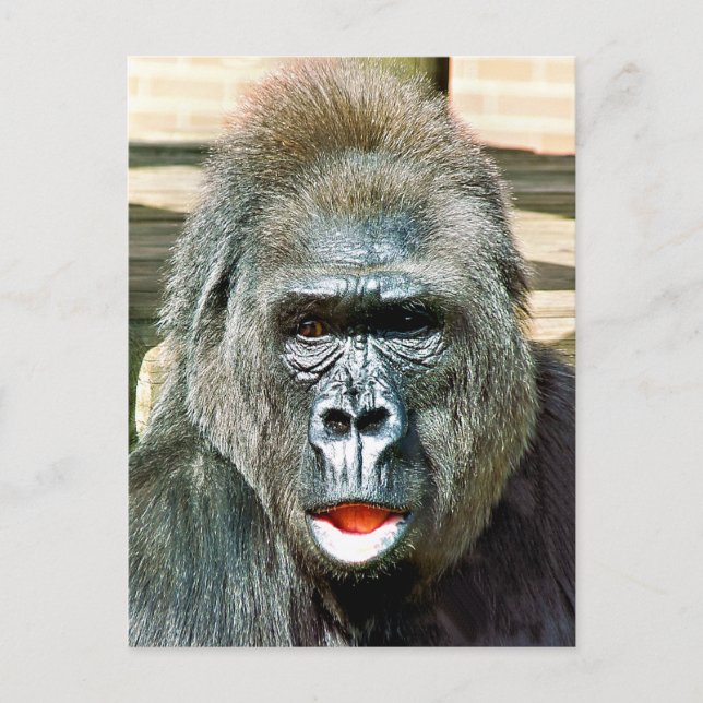 POSTAL FUNNY CUTE GORILLA (Anverso)