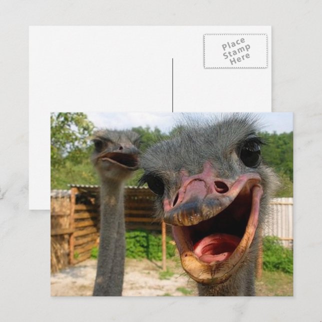 Postal Funny Face Ostrich Couple Photo (Anverso / Reverso)