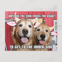 Postal Funny Golden Retriever Cow Chiste