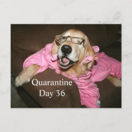 Postal Funny Golden Retriever en un Chiste de cuarentena