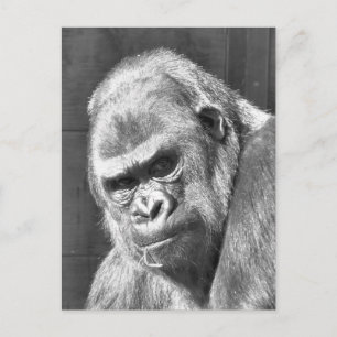 POSTAL FUNNY GRUMPY GORILLA