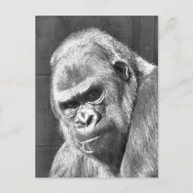 POSTAL FUNNY GRUMPY GORILLA (Anverso)