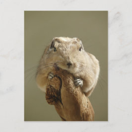 Postal Funny Gundi