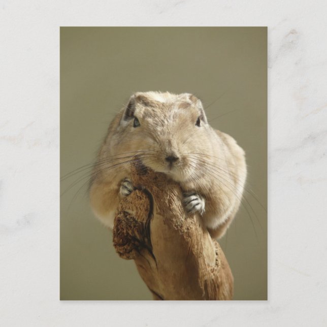 Postal Funny Gundi (Anverso)