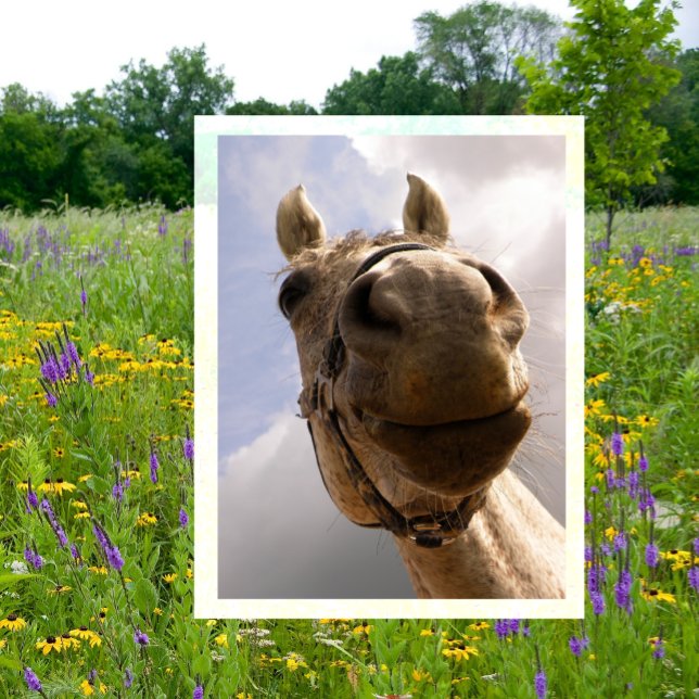 Postal Funny Horse Nose Closeup, Caballo Hola (Subido por el creador)