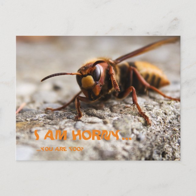 Postal Funny insect hornet slogan postcard (Anverso)