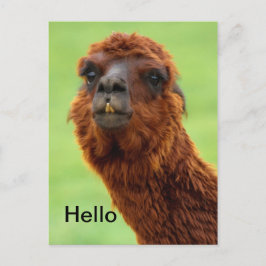 Postal Funny Llama Postcard - Todas las ocasiones