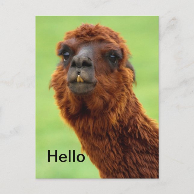 Postal Funny Llama Postcard - Todas las ocasiones (Anverso)