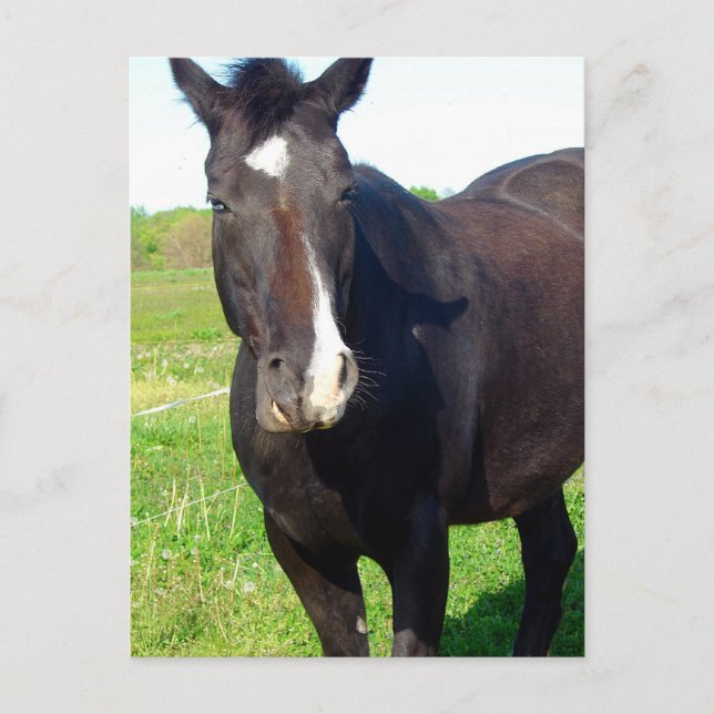 Postal Funny Mare (Anverso)