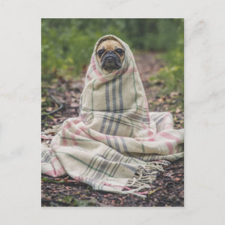 Postal Funny Pug