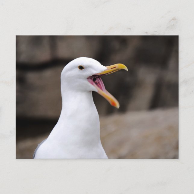 Postal FUNNY Seagull (Anverso)