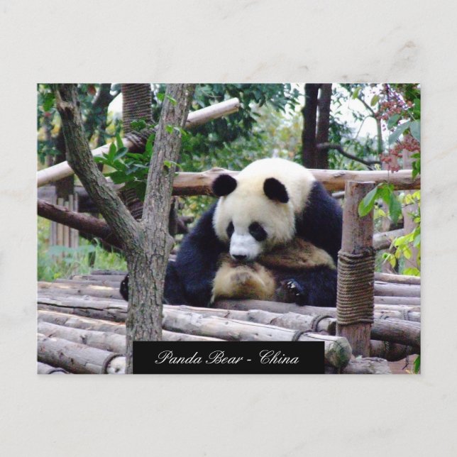 Postal Funny sesión de oso Panda, Chengdu - China (Anverso)