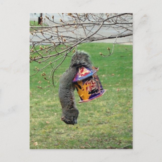 Postal Funny Squirrel (Anverso)