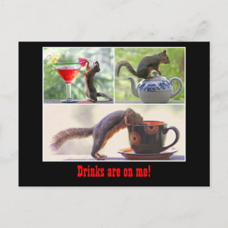 Postal Funny Squirrel Postcard