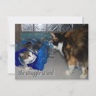 Postal Funny Two Cats Photo "a real pelea"