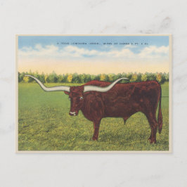 Postal Funny Vintage Longhorn Steer