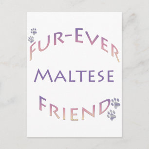 Postal Furever maltés