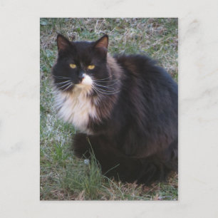Postal Furry Tuxedo