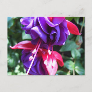 Postal Fuschia 1