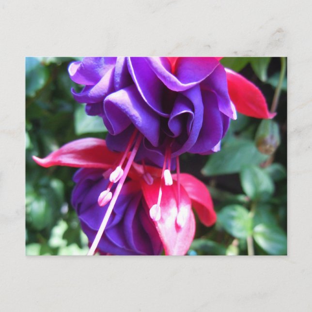 Postal Fuschia 1 (Anverso)