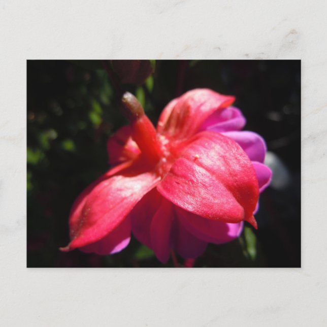 Postal Fuschia simple (Anverso)