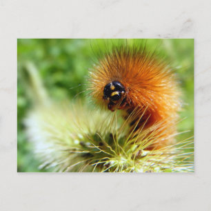 Postal Fuzzy Caterpillar