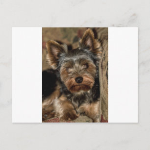 Postal Fuzzy Face Yorkshire Terrier