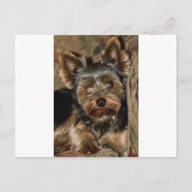 Postal Fuzzy Face Yorkshire Terrier (Anverso)