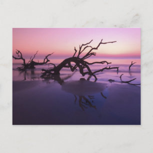 Postal GA Isla Jekyll, cementerio de árboles en la playa 