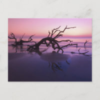 GA Jekyll Island, Tree graveyard en la playa en