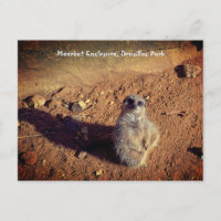 Gabinete Meerkat, Parque Drusillas