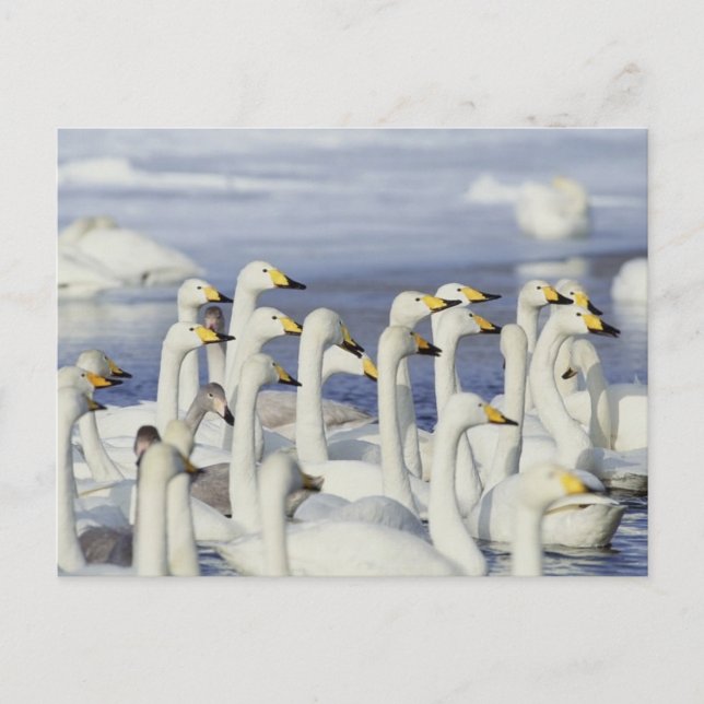 Postal Gaggle Geese (Anverso)