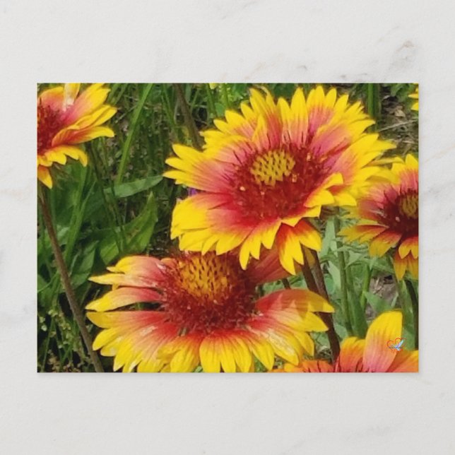POSTAL GAILARDIA SOBRE LA PRAIRIE - POSTCARD (Anverso)