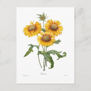 Postal Gaillardia
